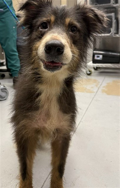 ONYX, an adoptable Australian Shepherd in Sanford, FL