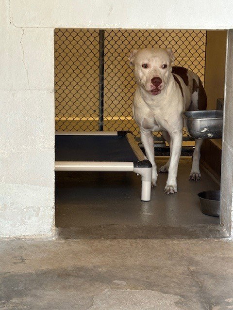 TANK, an adoptable Pit Bull Terrier in Sanford, FL