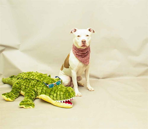 TANK, an adoptable Terrier in Sanford, FL
