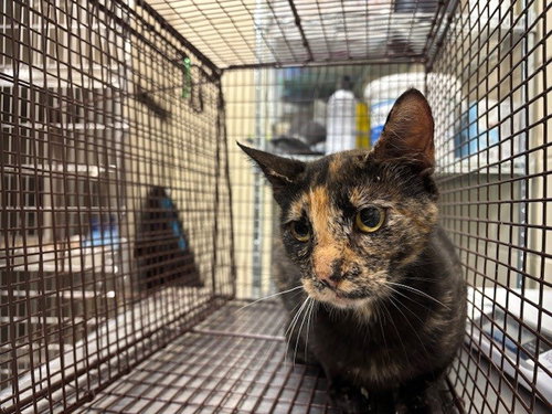 WORKING CAT, Adult Domestic Short Hair (medium coat), cat for adoption in Altamonte Springs, Florida