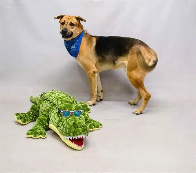 Buddy - German Shepherd Dog