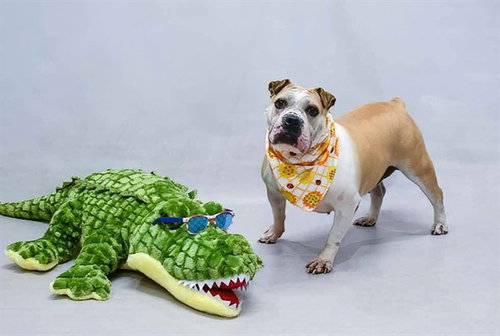 SUGA, an adoptable Bulldog in Sanford, FL