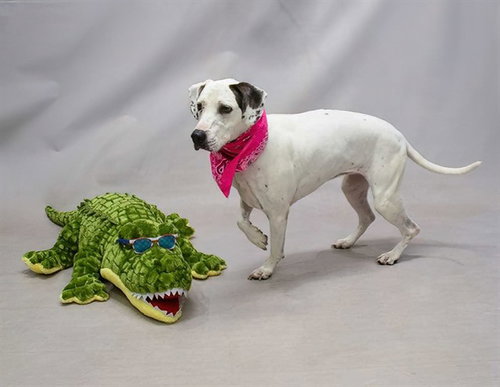 LEXI(PUPS), an adoptable Dalmatian in Sanford, FL