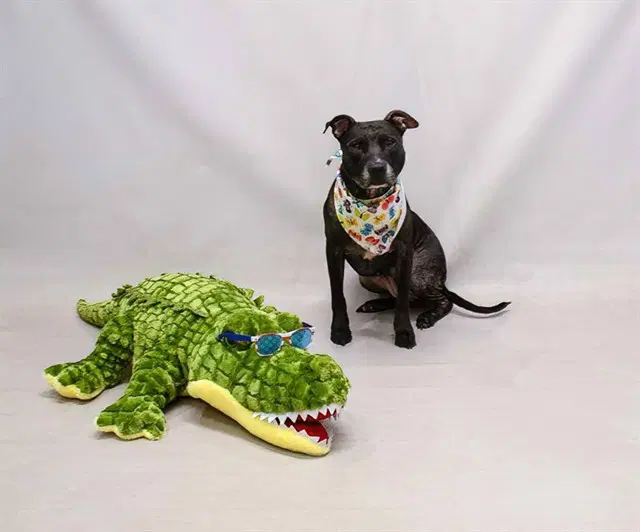 Roxy - Labrador Retriever