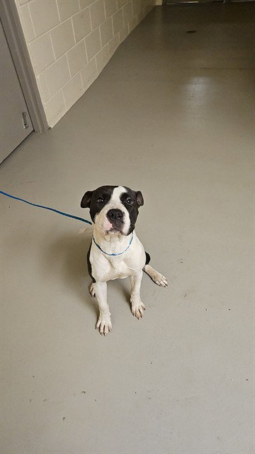 LIZZIE, an adoptable Pit Bull Terrier in Sanford, FL