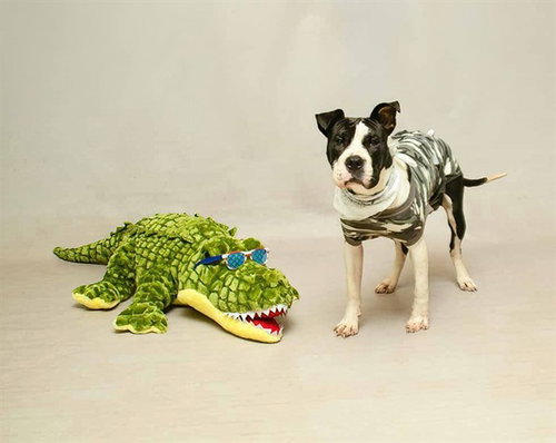 LIZZIE, an adoptable Terrier in Sanford, FL