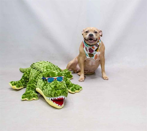 ARA, an adoptable Terrier in Sanford, FL