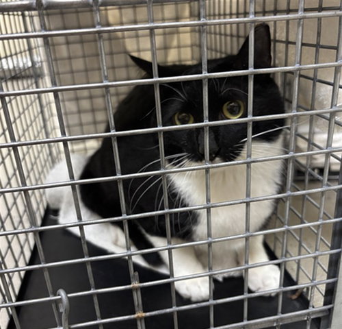 STORMY, Young Domestic Short Hair (medium coat), cat for adoption in Altamonte Springs, Florida