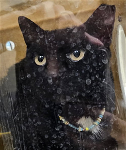 MIDNIGHT, Senior Domestic Short Hair (medium coat), cat for adoption in Altamonte Springs, Florida