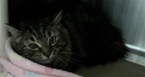 LILLY, Adult Domestic Medium Hair (medium coat), cat for adoption in Altamonte Springs, Florida