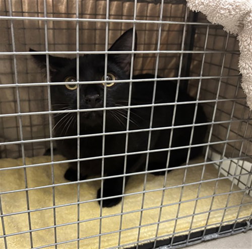 BONES, Young Domestic Short Hair (medium coat), cat for adoption in Altamonte Springs, Florida