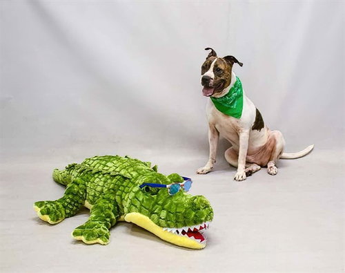 LOUIE, an adoptable Boxer in Sanford, FL