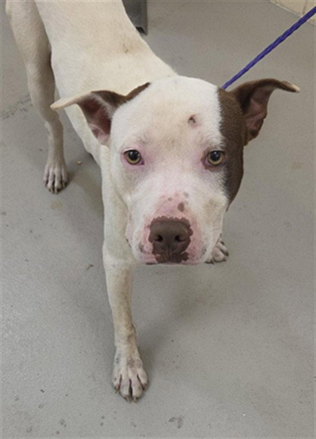 XAVIER, an adoptable Pit Bull Terrier in Sanford, FL