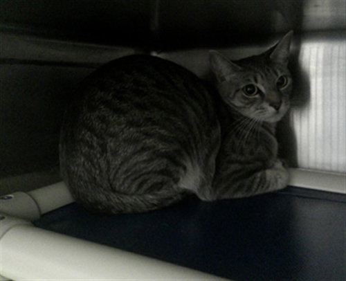 DAHLIA, Adult Domestic Short Hair (medium coat), cat for adoption in Altamonte Springs, Florida