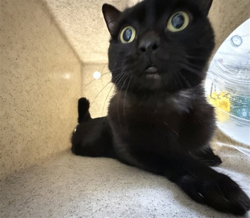 MAX, Adult Domestic Short Hair (medium coat), cat for adoption in Altamonte Springs, Florida