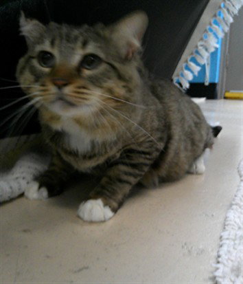 KISHU, Adult Domestic Medium Hair (medium coat), cat for adoption in Altamonte Springs, Florida