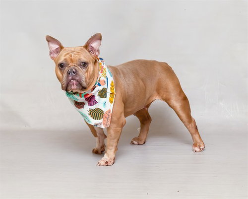 WINNIE, an adoptable Bulldog in Sanford, FL