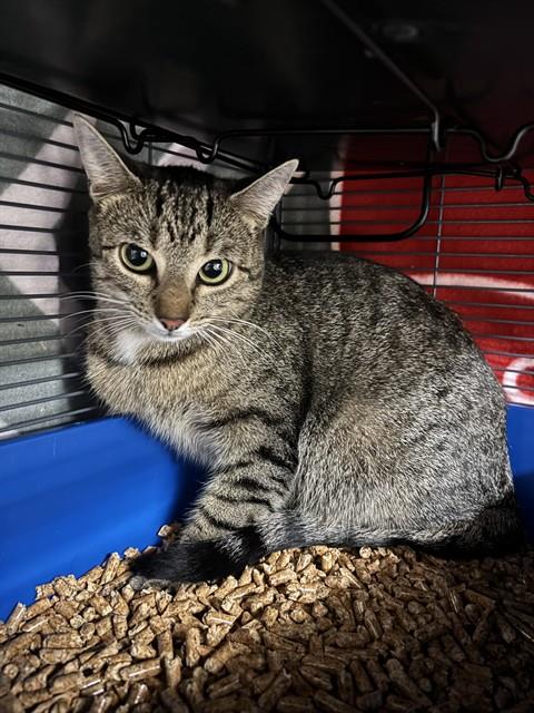 KANGA, Adult Domestic Short Hair (medium coat), cat for adoption in Sanford, Florida
