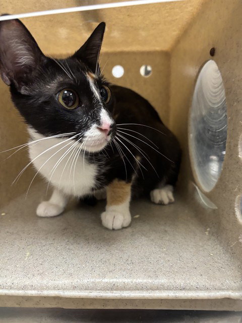 BEVERLY, an adoptable Domestic Short Hair in Sanford, FL