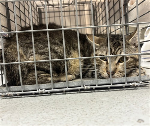 ZAYRO, an adoptable Domestic Short Hair in Sanford, FL