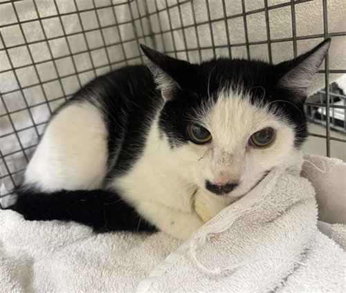 DOMINO, Young Domestic Short Hair (medium coat), cat for adoption in Sanford, Florida