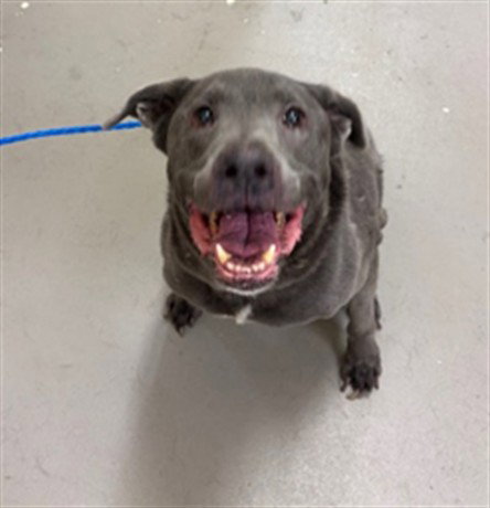 COOPER, an adoptable Labrador Retriever in Sanford, FL