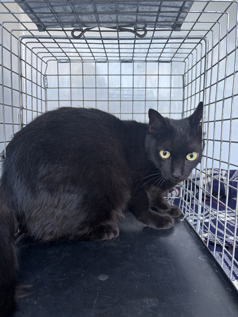 WORKING CAT, Adult Domestic Short Hair (short coat), cat for adoption in Sanford, Florida
