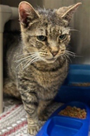 GINO, Adult Domestic Short Hair (medium coat), cat for adoption in Sanford, Florida