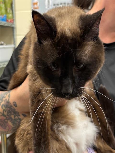 SAM, Senior Siamese / Mixed (medium coat), cat for adoption in Sanford, Florida