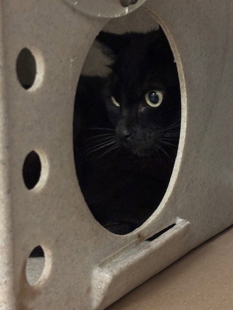 PEPPERS, an adoptable Domestic Medium Hair in Sanford, FL