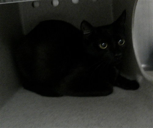 TRUFFLE, Adult Domestic Short Hair (medium coat), cat for adoption in Sanford, Florida
