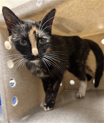 PAWDREY HEPBURN, Adult Domestic Short Hair (medium coat), cat for adoption in Sanford, Florida