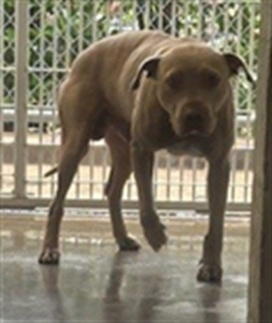 WOLF, an adoptable Terrier in Sanford, FL