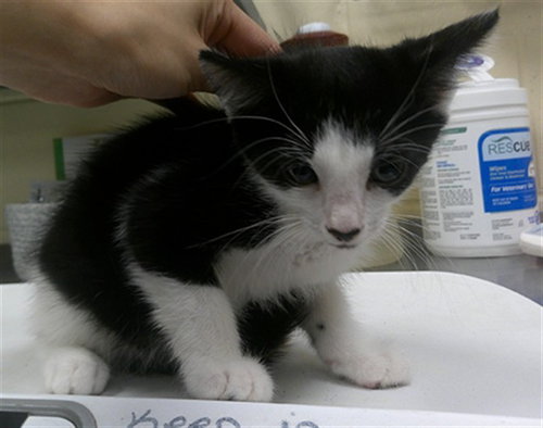 GEORGE, Baby Domestic Short Hair (medium coat), cat for adoption in Sanford, Florida