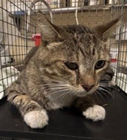 BUCK, Adult Domestic Short Hair (medium coat), cat for adoption in Sanford, Florida