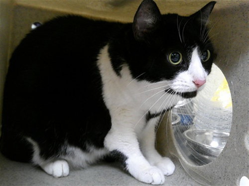 ZOE, an adoptable Domestic Short Hair in Sanford, FL