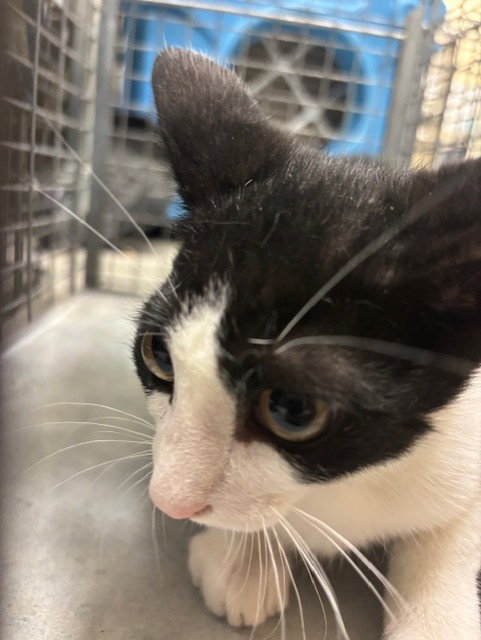 MITTENS, an adoptable Domestic Short Hair in Sanford, FL