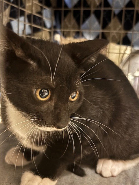 PENGUIN, an adoptable Domestic Short Hair in Sanford, FL