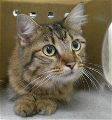 OLIVE, Adult Domestic Medium Hair (medium coat), cat for adoption in Sanford, Florida