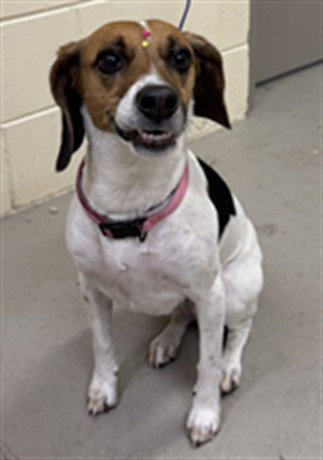 DARLA