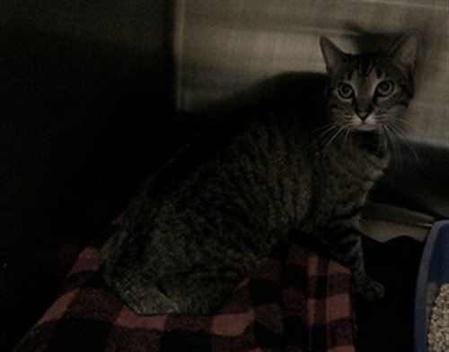 PINKY, Adult Domestic Short Hair (medium coat), cat for adoption in Sanford, Florida