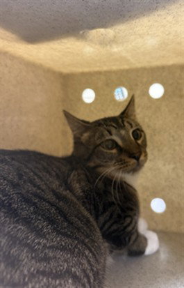 PUMA, Young Domestic Short Hair (medium coat), cat for adoption in Sanford, Florida