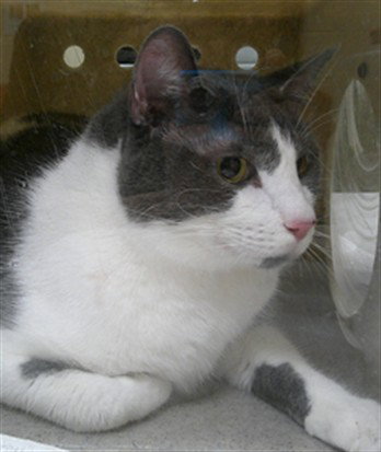 THUNDER, Senior Domestic Short Hair (medium coat), cat for adoption in Sanford, Florida