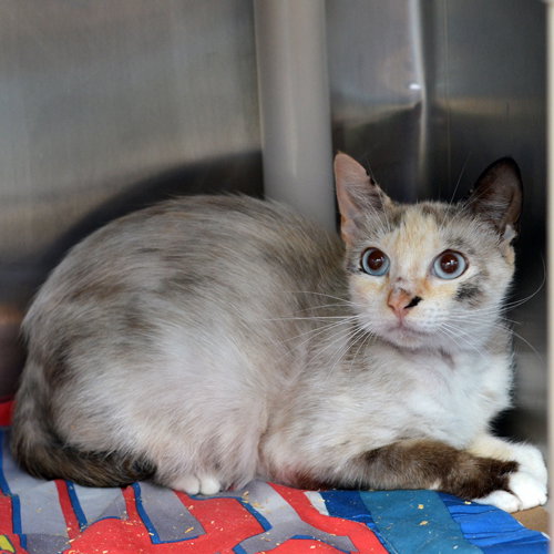 HELEN, Adult Domestic Short Hair (medium coat), cat for adoption in Sanford, Florida