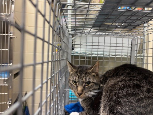 WORKING CAT, Adult Domestic Short Hair (medium coat), cat for adoption in Sanford, Florida