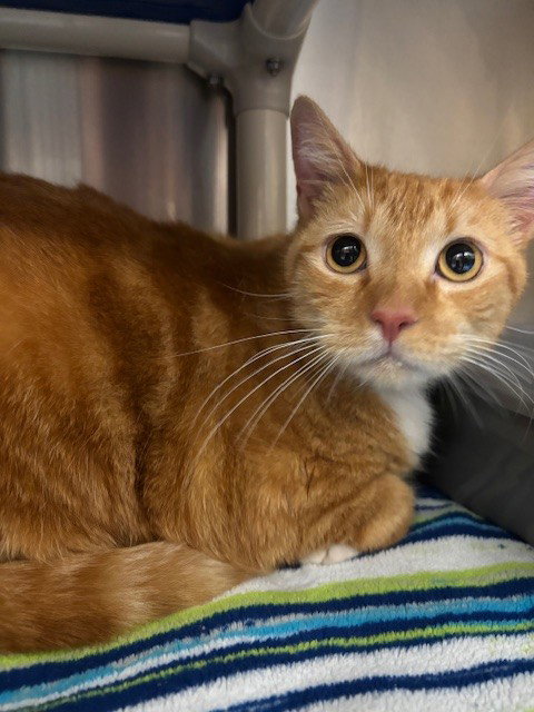 SILVER, Adult Domestic Short Hair (medium coat), cat for adoption in Sanford, Florida