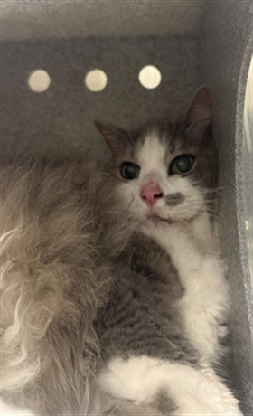 FLOOF, Adult Domestic Long Hair (medium coat), cat for adoption in Sanford, Florida