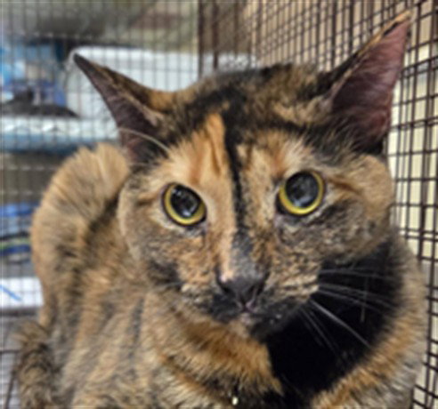 ARIALA, Adult Domestic Short Hair (medium coat), cat for adoption in Sanford, Florida