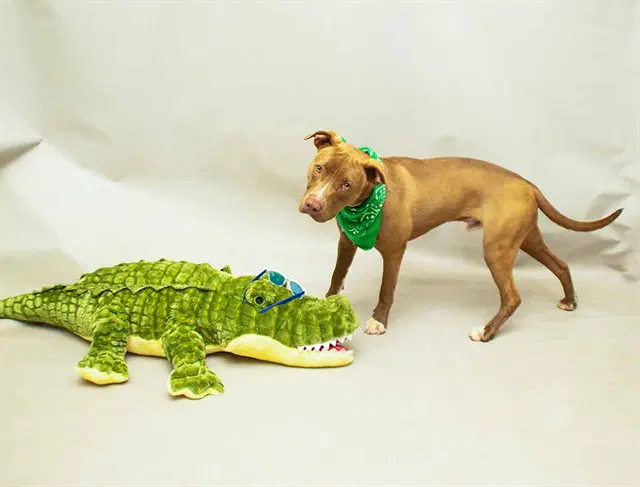 Reed - American Pit Bull Terrier