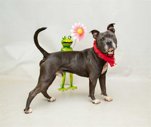 BISON, an adoptable Terrier in Sanford, FL